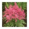 Astilbe 'Astary Rose Red Shades' | 10.5cm Pot -June Plants Sales Store PL9872 main image 2a20