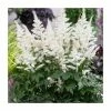 Astilbe 'Astary White' | 10.5cm Pot -June Plants Sales Store PL9873 main image 2421
