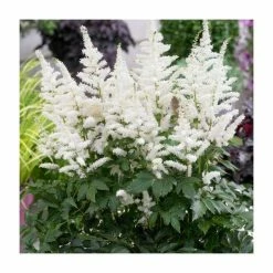 Astilbe 'Astary White' | 10.5cm Pot