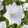 Campanula persicifolia 'Takion White' | 2L Pot