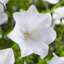 Campanula persicifolia 'Takion White' | 2L Pot
