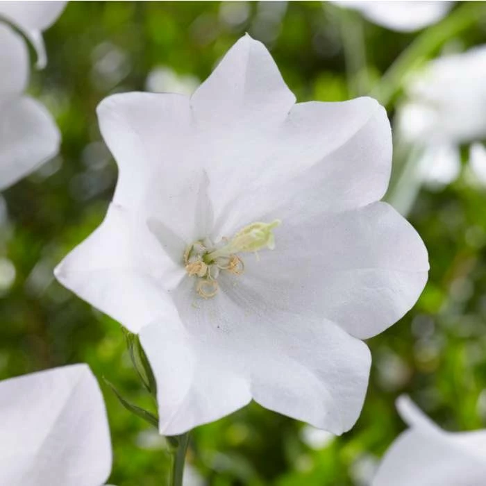 Campanula persicifolia 'Takion White' | 2L Pot 3 Campanula persicifolia 'Takion White' | 2L Pot