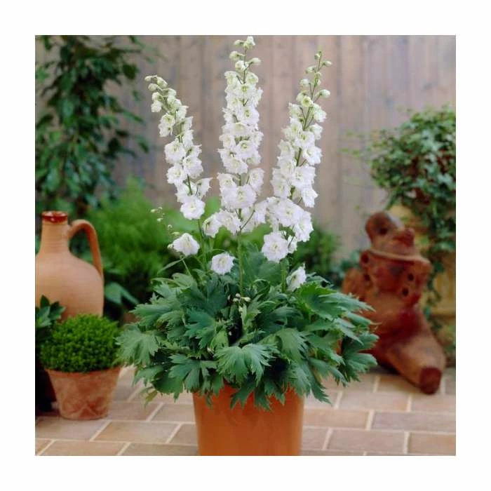 Delphinium 'Magic Fountain' Collection | 3 x 2L Pots 5 Delphinium 'Magic Fountain' Collection | 3 x 2L Pots - Image 3