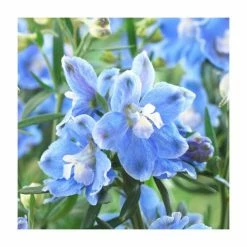 Delphinium 'Magic Fountain' Collection | 3 x 2L Pots 10 Delphinium 'Magic Fountain' Collection | 3 x 2L Pots -June Plants Sales Store PL9881 add image 3 d412