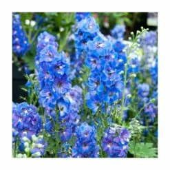 Delphinium 'Magic Fountain' Collection | 3 x 2L Pots 11 Delphinium 'Magic Fountain' Collection | 3 x 2L Pots -June Plants Sales Store PL9881 add image 4 1cff