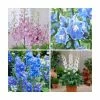 Delphinium 'Magic Fountain' Collection | 3 x 2L Pots 2 Delphinium 'Magic Fountain' Collection | 3 x 2L Pots -June Plants Sales Store PL9881 main image c9ab
