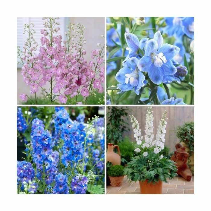 Delphinium 'Magic Fountain' Collection | 3 x 2L Pots 3 Delphinium 'Magic Fountain' Collection | 3 x 2L Pots