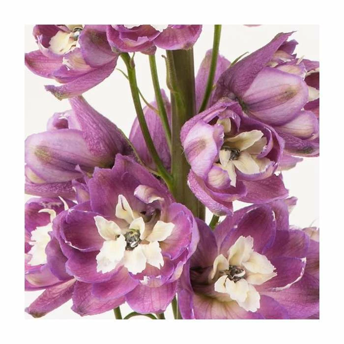 Delphinium 'Magic Fountain Deep Rose with White Bee' | 2L Pot 4 Delphinium 'Magic Fountain Deep Rose with White Bee' | 2L Pot - Image 2