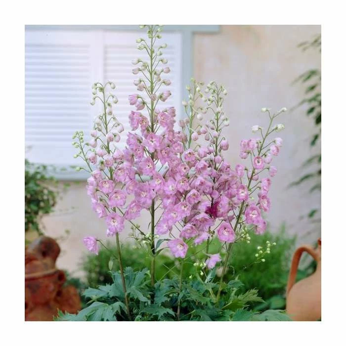 Delphinium 'Magic Fountain Deep Rose with White Bee' | 2L Pot 3 Delphinium 'Magic Fountain Deep Rose with White Bee' | 2L Pot
