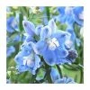Delphinium 'Magic Fountain Sky Blue' | 2L Pot 1 Delphinium 'Magic Fountain Sky Blue' | 2L Pot -June Plants Sales Store PL9884 main image 56df