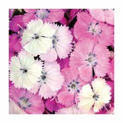 3 x Dianthus Plants | Dianthus Dash F1 Collection | 3 x 10.5cm Pots -June Plants Sales Store PL9887 add image 3 fe03