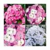 3 x Dianthus Plants | Dianthus Dash F1 Collection | 3 x 10.5cm Pots -June Plants Sales Store PL9887 main image 9f1a