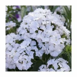 Dianthus barbatus 'Dash F1 White' | 10.5cm Pot