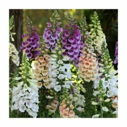 Digitalis purpurea 'Dalmation Mix' | 3 x 2L Pots