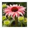 Echinacea 'Flamingo' | 3L Pot -June Plants Sales Store PL9894 main image c3d9