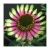 Echinacea 'Choco Green' | 13cm Pot -June Plants Sales Store PL9895 main image c5af
