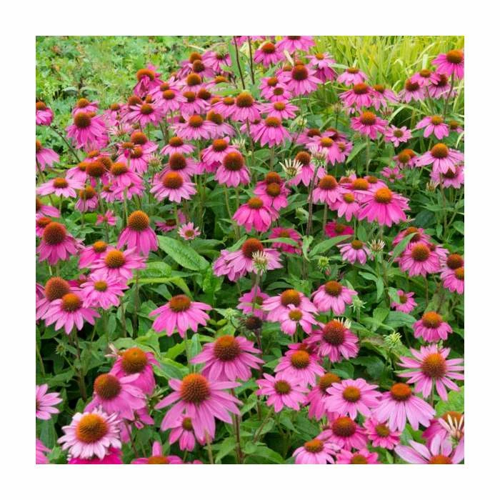 3 x Echinacea Plants | Echinacea purpurea Collection | 3 x 10.5cm Pots 4 3 x Echinacea Plants | Echinacea purpurea Collection | 3 x 10.5cm Pots - Image 2