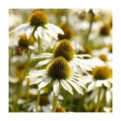 3 x Echinacea Plants | Echinacea purpurea Collection | 3 x 10.5cm Pots 7 3 x Echinacea Plants | Echinacea purpurea Collection | 3 x 10.5cm Pots -June Plants Sales Store PL9898 add image 2 d3b4