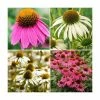 3 x Echinacea Plants | Echinacea purpurea Collection | 3 x 10.5cm Pots -June Plants Sales Store PL9898 main image 0f89
