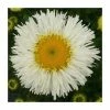 Shasta Daisy | Leucanthemum superbum 'Real Galaxy' | 3L Pot -June Plants Sales Store PL9907 main image 9191