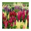 Lupin Gallery Mixed | 3 x 2L Pots -June Plants Sales Store PL9910 main image bb6d