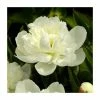 Paeonia lactiflora 'Duchesse de Nemours' Bulb | Peony 1 Paeonia lactiflora 'Duchesse de Nemours' Bulb | Peony -June Plants Sales Store PL9915 main image de71 5c4f