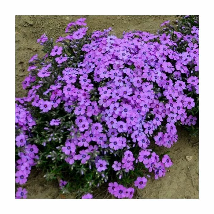 Phlox subulata 'Eye Shadow' | 3L Pot 4 Phlox subulata 'Eye Shadow' | 3L Pot - Image 2