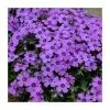 Phlox subulata 'Eye Shadow' | 3L Pot -June Plants Sales Store PL9926 main image 4a41