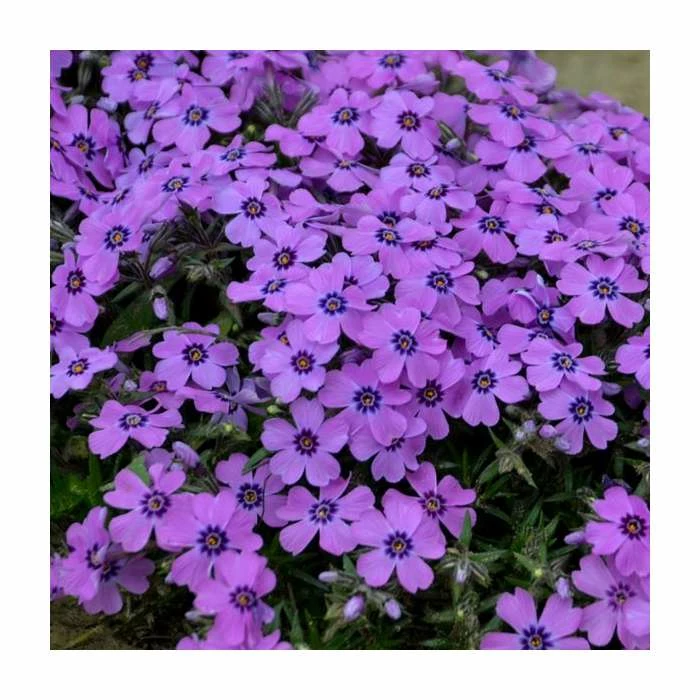 Phlox subulata 'Eye Shadow' | 3L Pot 3 Phlox subulata 'Eye Shadow' | 3L Pot