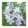 Phlox subulata Fabulous 'Blue Dark Center' | 10.5cm Pot -June Plants Sales Store PL9927 main image 938d