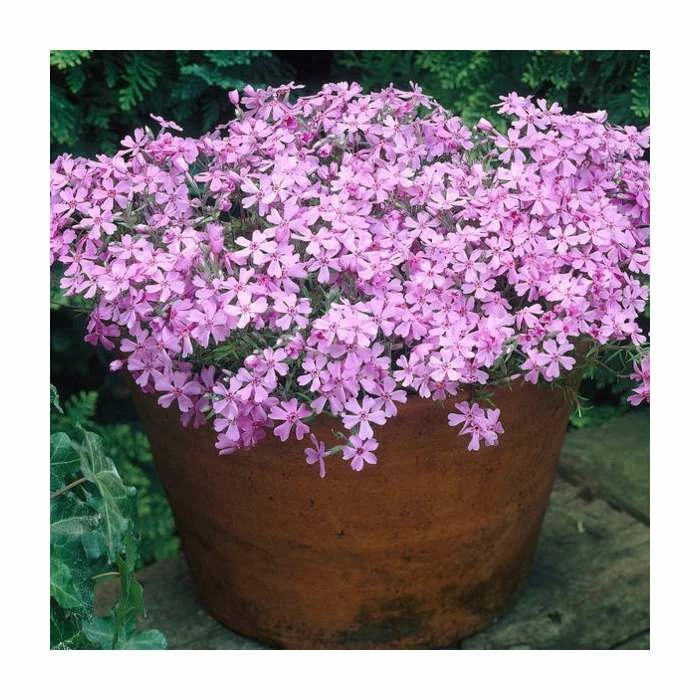 Phlox subulata Fabulous Collection | 3 x 10.5cm Pots 4 Phlox subulata Fabulous Collection | 3 x 10.5cm Pots - Image 2