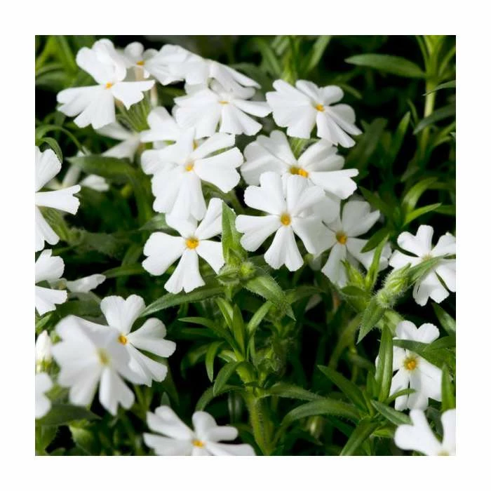 Phlox subulata Fabulous Collection | 3 x 10.5cm Pots 5 Phlox subulata Fabulous Collection | 3 x 10.5cm Pots - Image 3