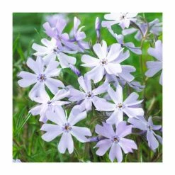 Phlox subulata Fabulous Collection | 3 x 10.5cm Pots 9 Phlox subulata Fabulous Collection | 3 x 10.5cm Pots -June Plants Sales Store PL9928 add image 3 bbd4