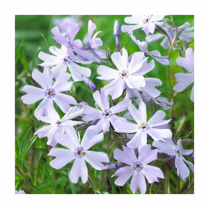 Phlox subulata Fabulous Collection | 3 x 10.5cm Pots 6 Phlox subulata Fabulous Collection | 3 x 10.5cm Pots - Image 4