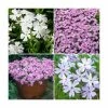 Phlox subulata Fabulous Collection | 3 x 10.5cm Pots -June Plants Sales Store PL9928 main image 8288