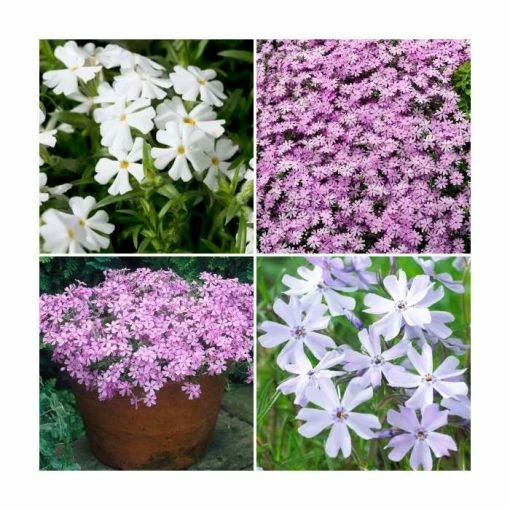 Phlox subulata Fabulous Collection | 3 x 10.5cm Pots -June Plants Sales Store PL9928 main image 8288