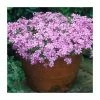 Phlox subulata Fabulous 'Rose' | 10.5cm Pot -June Plants Sales Store PL9929 main image bc18