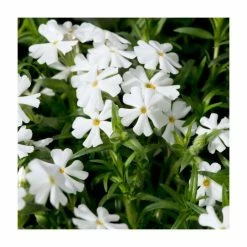 Phlox subulata Fabulous 'White' | 10.5cm Pot