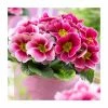 Primula vulgaris 'Sphinx F1 Rose Shades' | 10.5cm Pot -June Plants Sales Store PL9938 main image 1529