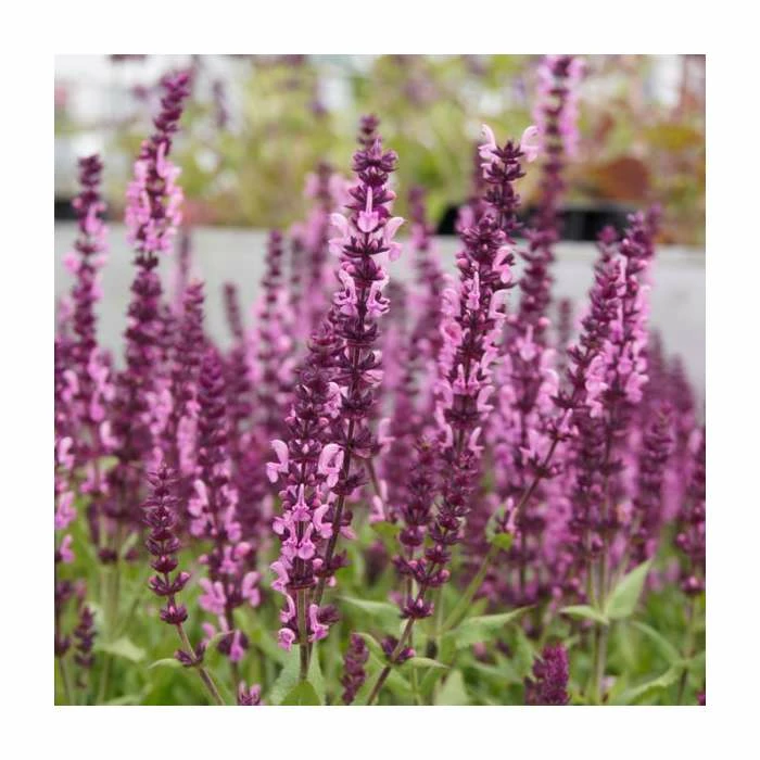 Salvia Sensation Collection | 3 x 10.5cm Pots 5 Salvia Sensation Collection | 3 x 10.5cm Pots - Image 3