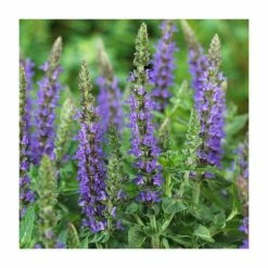 Salvia Sensation Collection | 3 x 10.5cm Pots 9 Salvia Sensation Collection | 3 x 10.5cm Pots -June Plants Sales Store PL9949 add image 3 e13c
