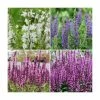 Salvia Sensation Collection | 3 x 10.5cm Pots