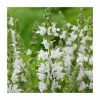 Salvia 'Sensation White' | 10.5cm Pot