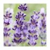 Lavender 'Hidcote' | English Lavender | 2L Pot