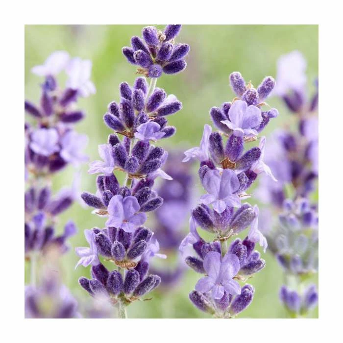 Lavender 'Hidcote' | English Lavender | 2L Pot 3 Lavender 'Hidcote' | English Lavender | 2L Pot