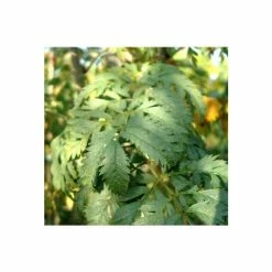 Sorbus aucuparia 'Asplenifolia' | Rowan Tree -June Plants Sales Store TR01999L add image 1 a3f0