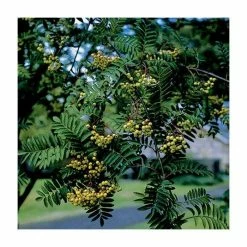 Sorbus 'Joseph Rock' | Mountian Ash Rowan Tree | 12L Pot | 150-180cm | By Frank P Matthews 9 Sorbus 'Joseph Rock' | Mountian Ash Rowan Tree | 12L Pot | 150-180cm | By Frank P Matthews -June Plants Sales Store TR020312L add image 1 2bee