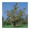 Sorbus 'Joseph Rock' | Rowan Tree 2 Sorbus 'Joseph Rock' | Rowan Tree -June Plants Sales Store TR02039L main image 2dae