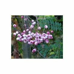 Sorbus vilmorinii | Rowan Tree | 12L Pot | 150-180cm | By Frank P Matthews -June Plants Sales Store TR020412L add image 1 15ff