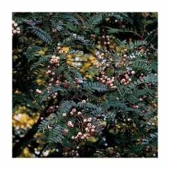 Sorbus vilmorinii | Rowan Tree | 12L Pot | 150-180cm | By Frank P Matthews -June Plants Sales Store TR020412L add image 2 204c
